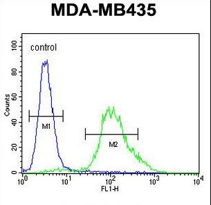 ZNF98 Antibody - ZNF98 Antibody flow cytometry of MDA-MB435 cells (right histogram) compared to a negative control cell (left histogram). FITC-conjugated goat-anti-rabbit secondary antibodies were used for the analysis.