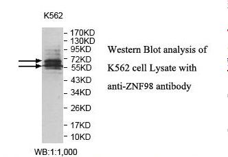 ZNF98 Antibody