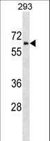 ZNHIT6 / C1orf181 Antibody - ZNHIT6 Antibody western blot of 293 cell line lysates (35 ug/lane). The ZNHIT6 antibody detected the ZNHIT6 protein (arrow).
