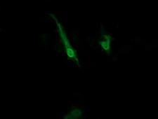 ZNRD1 Antibody - Anti-ZNRD1 mouse monoclonal antibody immunofluorescent staining of COS7 cells transiently transfected by pCMV6-ENTRY ZNRD1.