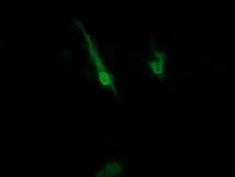 ZNRD1 Antibody - Anti-ZNRD1 mouse monoclonal antibody immunofluorescent staining of COS7 cells transiently transfected by pCMV6-ENTRY ZNRD1.