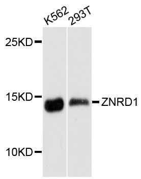 ZNRD1 Antibody - Western blot analysis of extracts of various cell lines, using ZNRD1 antibody at 1:3000 dilution. The secondary antibody used was an HRP Goat Anti-Rabbit IgG (H+L) at 1:10000 dilution. Lysates were loaded 25ug per lane and 3% nonfat dry milk in TBST was used for blocking. An ECL Kit was used for detection and the exposure time was 90s.