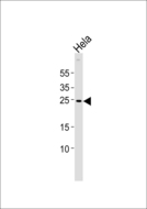 ZNRF2 Antibody - Western blot of lysate from HeLa cell line with ZNRF2 Antibody. Antibody was diluted at 1:1000. A goat anti-rabbit IgG H&L (HRP) at 1:5000 dilution was used as the secondary antibody. Lysate at 35 ug.