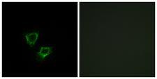 ZNRF2 Antibody - Peptide - + Immunofluorescence analysis of A549 cells, using ZNRF2 antibody.