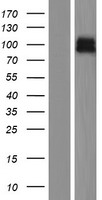 ZNRF3 Protein - Western validation with an anti-DDK antibody * L: Control HEK293 lysate R: Over-expression lysate