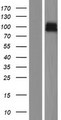 ZNRF3 Protein - Western validation with an anti-DDK antibody * L: Control HEK293 lysate R: Over-expression lysate