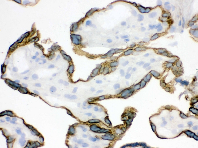 ZP2 Antibody - IHC analysis of ZP2 using anti-ZP2 antibody. ZP2 was detected in frozen section of human placenta tissue . Heat mediated antigen retrieval was performed in citrate buffer (pH6, epitope retrieval solution) for 20 mins. The tissue section was blocked with 10% goat serum. The tissue section was then incubated with 1µg/ml rabbit anti-ZP2 Antibody overnight at 4°C. Biotinylated goat anti-rabbit IgG was used as secondary antibody and incubated for 30 minutes at 37°C. The tissue section was developed using Strepavidin-Biotin-Complex (SABC) with DAB as the chromogen.