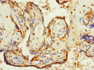 ZP2 Antibody - Immunohistochemistry of paraffin-embedded human placenta tissue at dilution 1:100