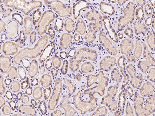 ZP2 Antibody - Immunochemical staining of human ZP2 in human kidney with rabbit polyclonal antibody at 1:100 dilution, formalin-fixed paraffin embedded sections.