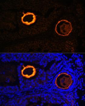ZP3 Antibody - Immunofluorescence analysis of Mouse oophoroma cells using ZP3 Polyclonal Antibody at dilution of 1:100.Blue: DAPI for nuclear staining.