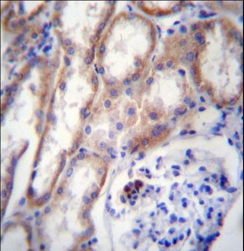ZP4 / ZBP Antibody - ZP4 Antibody immunohistochemistry of formalin-fixed and paraffin-embedded human kidney tissue followed by peroxidase-conjugated secondary antibody and DAB staining.