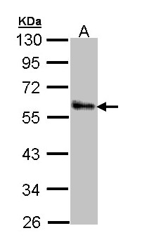 ZPR1 / ZNF259 Antibody - Sample (30 ug of whole cell lysate). A: A431 . 10% SDS PAGE. ZNF259 antibody diluted at 1:1000.