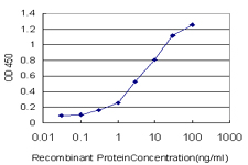 ZPR1 / ZNF259 Antibody - Detection limit for recombinant GST tagged ZNF259 is approximately 0.3 ng/ml as a capture antibody.