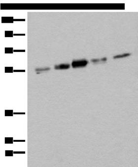 ZPR1 / ZNF259 Antibody - Western blot analysis of Hela HEPG2 231 A431 and Jurkat cell lysates  using ZPR1 Polyclonal Antibody at dilution of 1:400