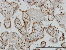 ZRANB2 / ZNF265 Antibody - Immunoperoxidase of monoclonal antibody to ZNF265 on formalin-fixed paraffin-embedded human placenta. [antibody concentration 1 ug/ml]