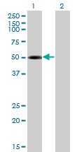 ZRP-1 / TRIP6 Antibody - Western Blot analysis of TRIP6 expression in transfected 293T cell line by TRIP6 monoclonal antibody (M04), clone 4B7.Lane 1: TRIP6 transfected lysate(50.3 KDa).Lane 2: Non-transfected lysate.