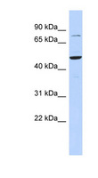 ZSCAN1 / MZF-1 Antibody - ZSCAN1 antibody Western blot of 721_B cell lysate. This image was taken for the unconjugated form of this product. Other forms have not been tested.