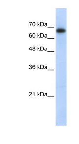ZSCAN12 Antibody - ZSCAN12 antibody Western blot of Transfected 293T cell lysate. This image was taken for the unconjugated form of this product. Other forms have not been tested.