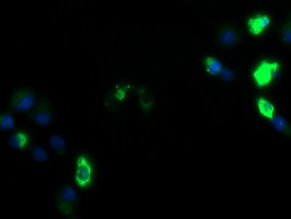 ZSCAN18 / ZNF447 Antibody - Anti-ZSCAN18 mouse monoclonal antibody immunofluorescent staining of COS7 cells transiently transfected by pCMV6-ENTRY ZSCAN18.