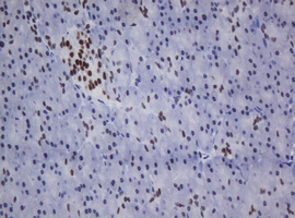 ZSCAN18 / ZNF447 Antibody - IHC of paraffin-embedded Human pancreas tissue using anti-ZSCAN18 mouse monoclonal antibody.