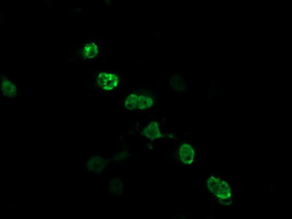 ZSCAN18 / ZNF447 Antibody - Anti-ZSCAN18 mouse monoclonal antibody immunofluorescent staining of COS7 cells transiently transfected by pCMV6-ENTRY ZSCAN18.