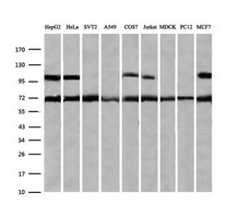 ZSCAN18 / ZNF447 Antibody - Western blot of extracts (35 ug) from 9 different cell lines by using g anti-ZSCAN18 monoclonal antibody (HepG2: human; HeLa: human; SVT2: mouse; A549: human; COS7: monkey; Jurkat: human; MDCK: canine; PC12: rat; MCF7: human).