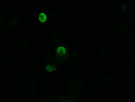 ZSCAN18 / ZNF447 Antibody - Anti-ZSCAN18 mouse monoclonal antibody immunofluorescent staining of COS7 cells transiently transfected by pCMV6-ENTRY ZSCAN18.