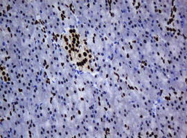 ZSCAN18 / ZNF447 Antibody - IHC of paraffin-embedded Human pancreas tissue using anti-ZSCAN18 mouse monoclonal antibody.