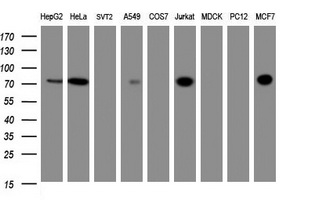 ZSCAN18 / ZNF447 Antibody - Western blot of extracts (35 ug) from 9 different cell lines by using anti-ZSCAN18 monoclonal antibody (HepG2: human; HeLa: human; SVT2: mouse; A549: human; COS7: monkey; Jurkat: human; MDCK: canine; PC12: rat; MCF7: human).