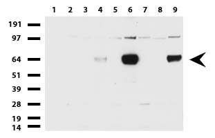 ZSCAN18 / ZNF447 Antibody - Western blot of cell lysates. (35ug) from 9 different cell lines. (1: HepG2, 2: HeLa, 3: SV-T2, 4: A549. 5: COS7, 6: Jurkat, 7: MDCK, 8: PC-12, 9: MCF7).