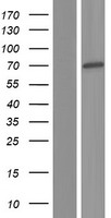 ZSCAN18 / ZNF447 Protein - Western validation with an anti-DDK antibody * L: Control HEK293 lysate R: Over-expression lysate