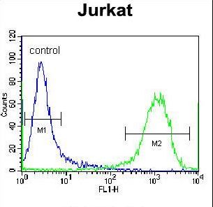 ZSCAN2 Antibody - ZSCAN2 Antibody flow cytometry of Jurkat cells (right histogram) compared to a negative control cell (left histogram). FITC-conjugated donkey-anti-rabbit secondary antibodies were used for the analysis.