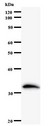ZSCAN21 / Zipro1 Antibody - Western blot of immunized recombinant protein using ZNF38 antibody.