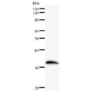 ZSCAN21 / Zipro1 Antibody - Western blot analysis of immunized recombinant protein, using anti-ZNF38 monoclonal antibody.