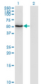 ZSCAN21 / Zipro1 Antibody - Western Blot analysis of ZSCAN21 expression in transfected 293T cell line by ZNF38 monoclonal antibody (M08), clone 4B11.Lane 1: ZSCAN21 transfected lysate (Predicted MW: 53.7 KDa).Lane 2: Non-transfected lysate.