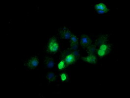 ZSCAN21 / Zipro1 Antibody - Anti-ZSCAN21 mouse monoclonal antibody immunofluorescent staining of COS7 cells transiently transfected by pCMV6-ENTRY ZSCAN21.