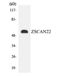 ZSCAN22 Antibody - Western blot analysis of the lysates from HepG2 cells using ZSCAN22 antibody.