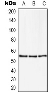 ZSCAN22 Antibody - Western blot analysis of ZNF50 expression in U251MG (A); NIH3T3 (B); PC12 (C) whole cell lysates.