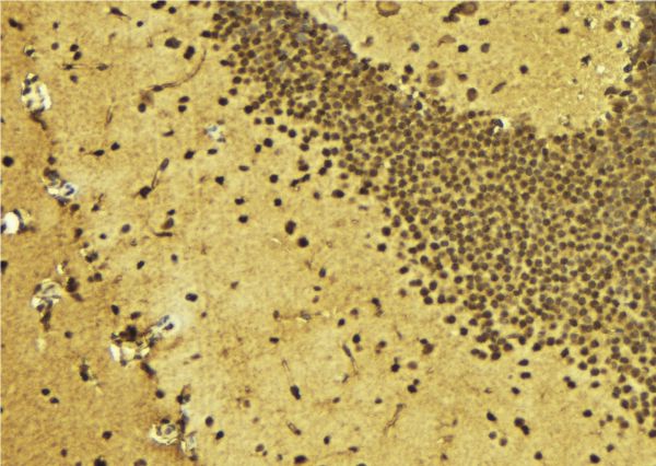 ZSCAN22 Antibody - 1:100 staining mouse brain tissue by IHC-P. The sample was formaldehyde fixed and a heat mediated antigen retrieval step in citrate buffer was performed. The sample was then blocked and incubated with the antibody for 1.5 hours at 22°C. An HRP conjugated goat anti-rabbit antibody was used as the secondary.