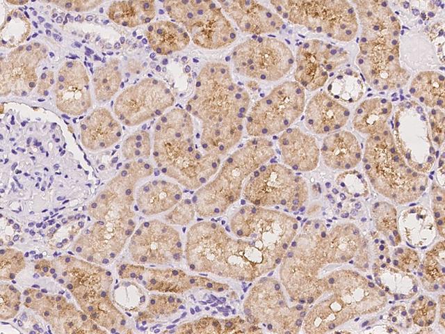 ZSCAN22 Antibody - Immunochemical staining of human ZSCAN22 in human kidney with rabbit polyclonal antibody at 1:500 dilution, formalin-fixed paraffin embedded sections.