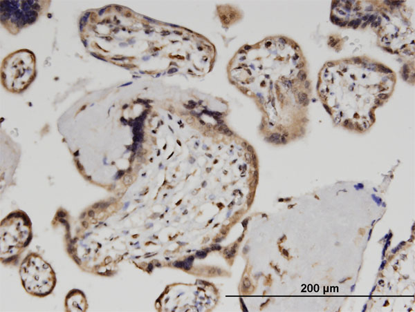 ZSCAN29 Antibody - Immunoperoxidase of monoclonal antibody to ZSCAN29 on formalin-fixed paraffin-embedded human placenta. [antibody concentration 3 ug/ml]