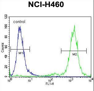 ZSCAN5B Antibody - ZSCAN5B Antibody flow cytometry of NCI-H460 cells (right histogram) compared to a negative control cell (left histogram). FITC-conjugated goat-anti-rabbit secondary antibodies were used for the analysis.