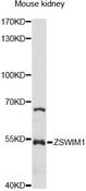 ZSWIM1 Antibody - Western blot analysis of extracts of mouse kidney, using ZSWIM1 antibody at 1:1000 dilution. The secondary antibody used was an HRP Goat Anti-Rabbit IgG (H+L) at 1:10000 dilution. Lysates were loaded 25ug per lane and 3% nonfat dry milk in TBST was used for blocking. An ECL Kit was used for detection and the exposure time was 90s.