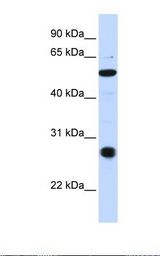 ZUFSP Antibody - Hela cell lysate. Antibody concentration: 1.0 ug/ml. Gel concentration: 12%.  This image was taken for the unconjugated form of this product. Other forms have not been tested.