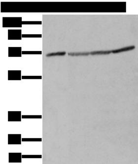 ZUFSP Antibody - Western blot analysis of A172 Hela Hepg2 and K562 cell lysates  using ZUFSP Polyclonal Antibody at dilution of 1:300
