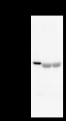 ZW10 Antibody - Detection of ZW10 by Western blot. Samples: Whole cell lysate from human HeLa (H, 25 ug) , mouse NIH3T3 (M, 25 ug) and rat F2408 (R, 25 ug) cells. Predicted molecular weight: 88 kDa