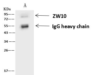 ZW10 Antibody - ZW10 was immunoprecipitated using: Lane A: 0.5 mg Jurkat Whole Cell Lysate. 4 uL anti-ZW10 rabbit polyclonal antibody and 60 ug of Immunomagnetic beads Protein A/G. Primary antibody: Anti-ZW10 rabbit polyclonal antibody, at 1:100 dilution. Secondary antibody: Goat Anti-Rabbit IgG (H+L)/HRP at 1/10000 dilution. Developed using the ECL technique. Performed under reducing conditions. Predicted band size: 88 kDa. Observed band size: 90 kDa.