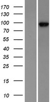 ZW10 Protein - Western validation with an anti-DDK antibody * L: Control HEK293 lysate R: Over-expression lysate