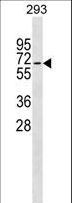 ZWILCH Antibody - ZWILCH Antibody western blot of 293 cell line lysates (35 ug/lane). The ZWILCH antibody detected the ZWILCH protein (arrow).