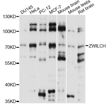 ZWILCH Antibody - Western blot analysis of extracts of various cell lines, using ZWILCH antibody at 1:1000 dilution. The secondary antibody used was an HRP Goat Anti-Rabbit IgG (H+L) at 1:10000 dilution. Lysates were loaded 25ug per lane and 3% nonfat dry milk in TBST was used for blocking. An ECL Kit was used for detection and the exposure time was 5s.